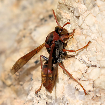 Paper Wasp (Polistes humilis) (Polistes humilis)